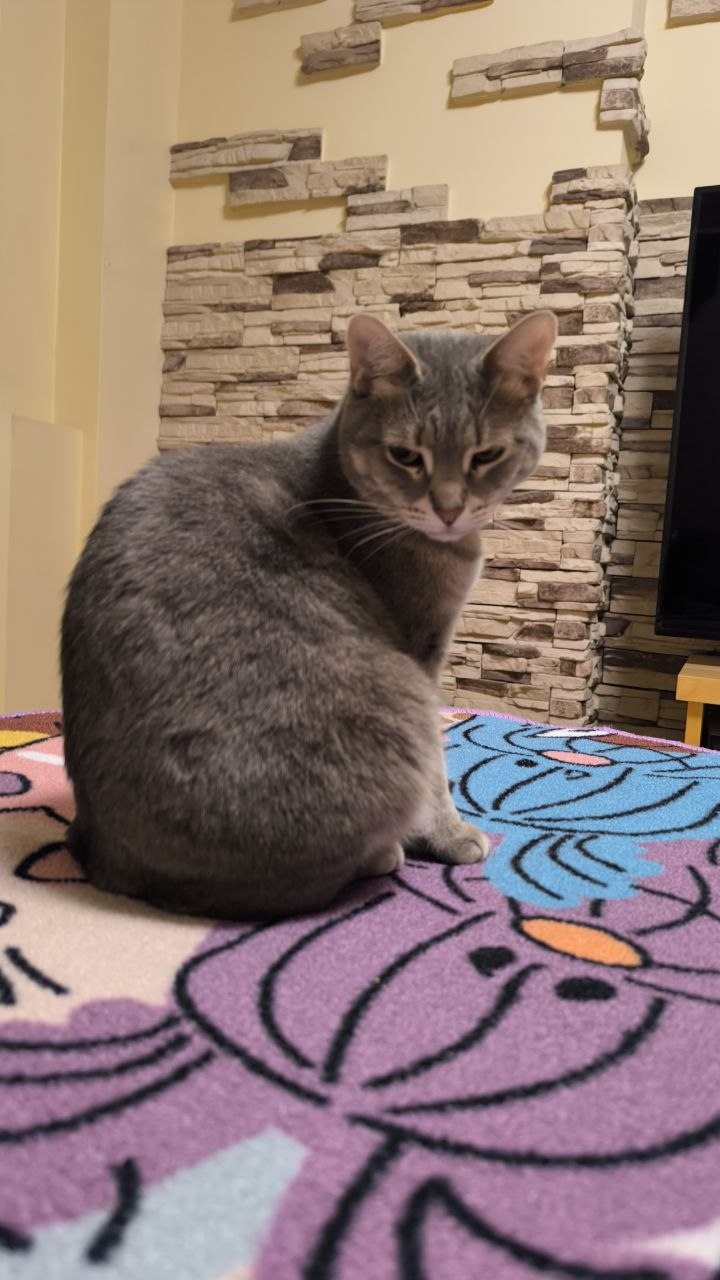 Пушинчик — вид спереди, сидит и позирует