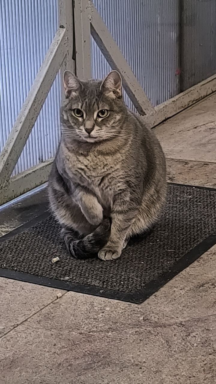 Пушинчик — максимальный уровень уюта