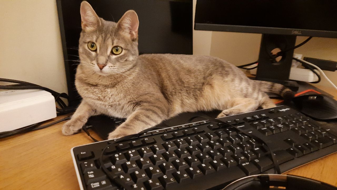 Пушинчик — прекрасная серая кошка сидит на ярком цветочном коврике и смотрит прямо в камеру